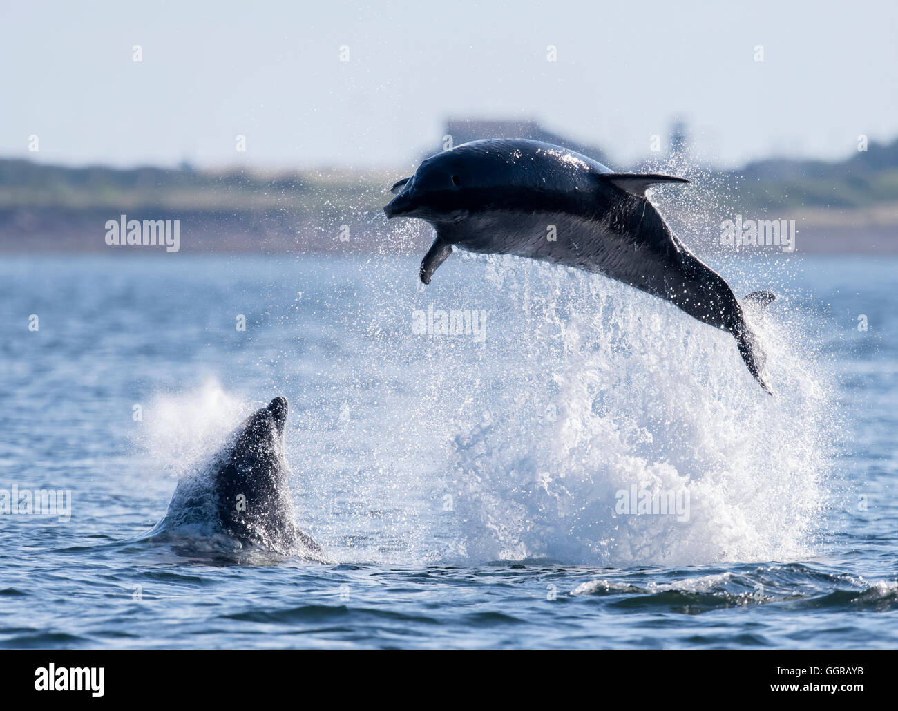 Two Bottlenose Dolphins (Tursiops truncatus) socializing at Chanonry Point, Moray Firth, Scotland Stock Photo