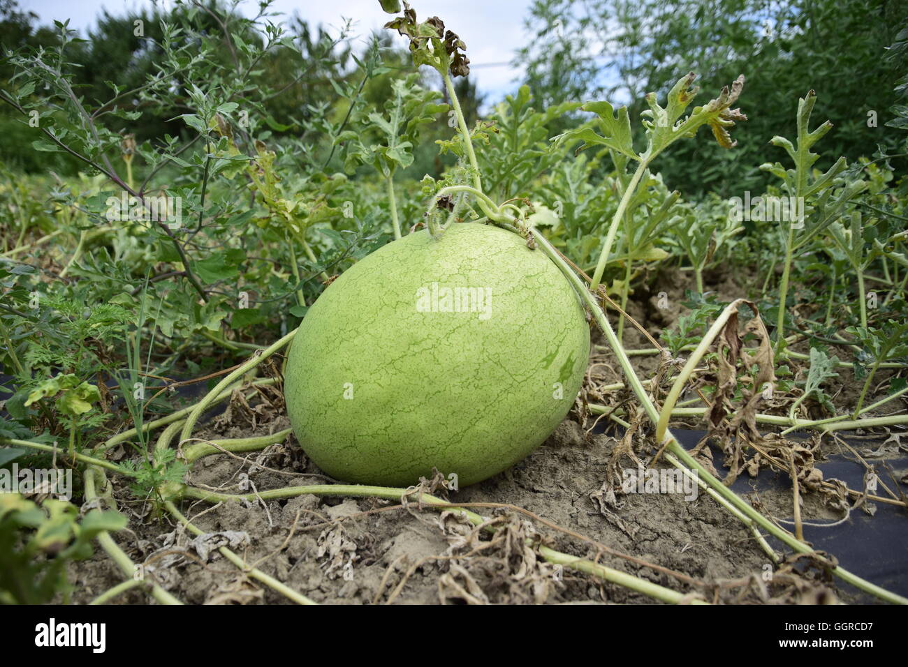 Watermelon with light and thick skin for good transportability. Growing melons Stock Photo Alamy