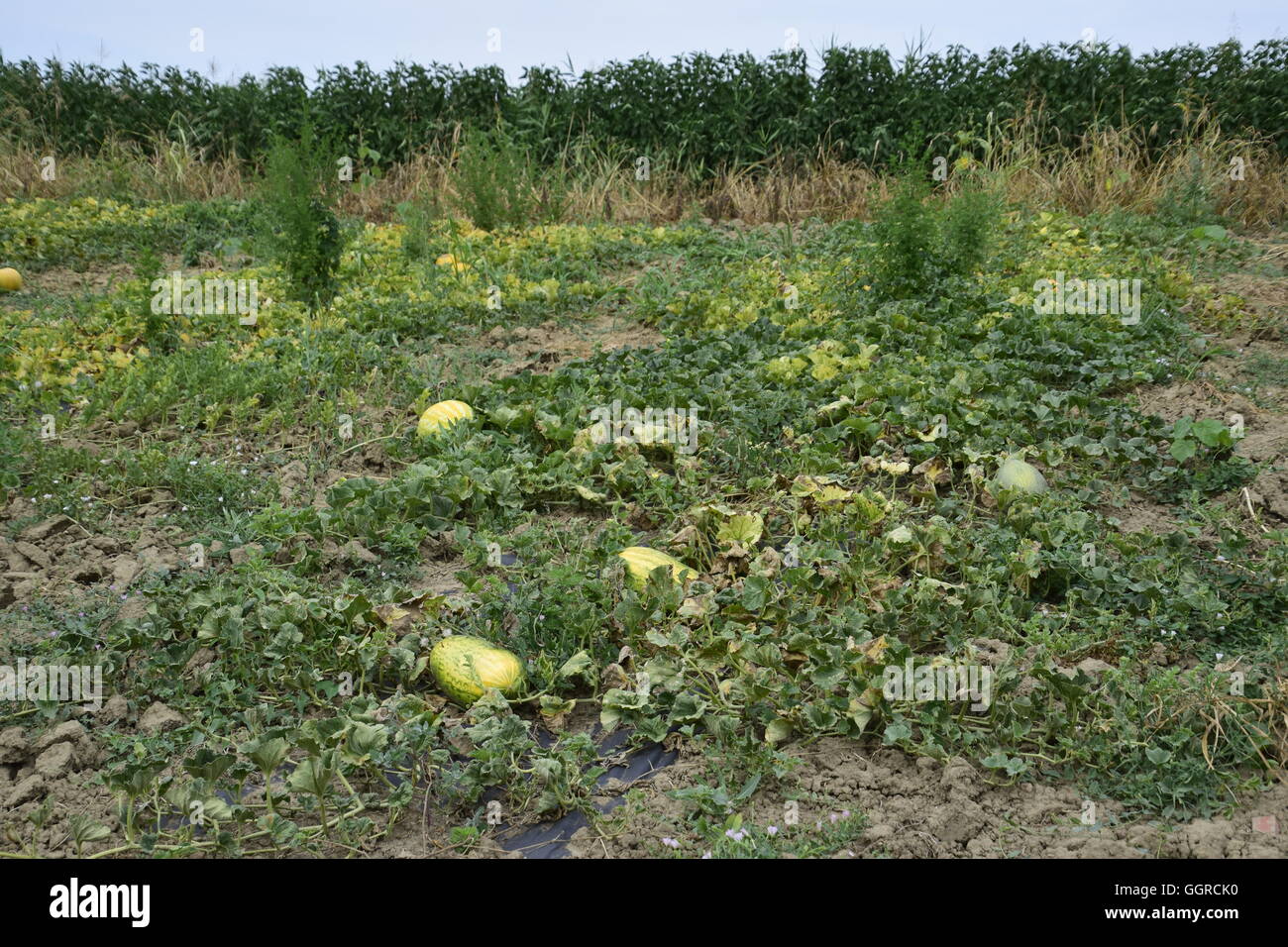 The bed of melons and watermelons in the garden. Growing melons Stock
