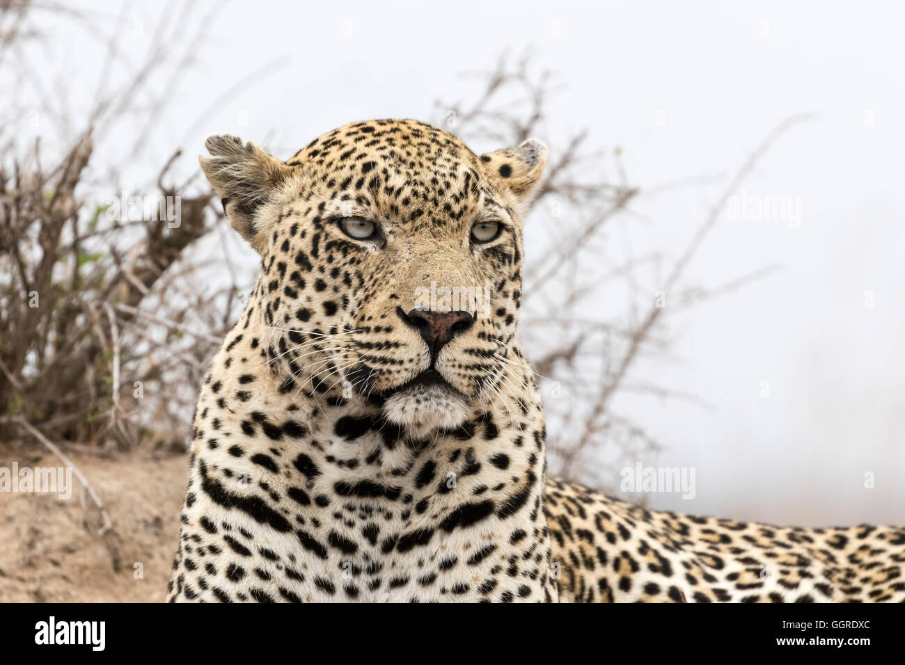 Leopard close up hi-res stock photography and images - Alamy