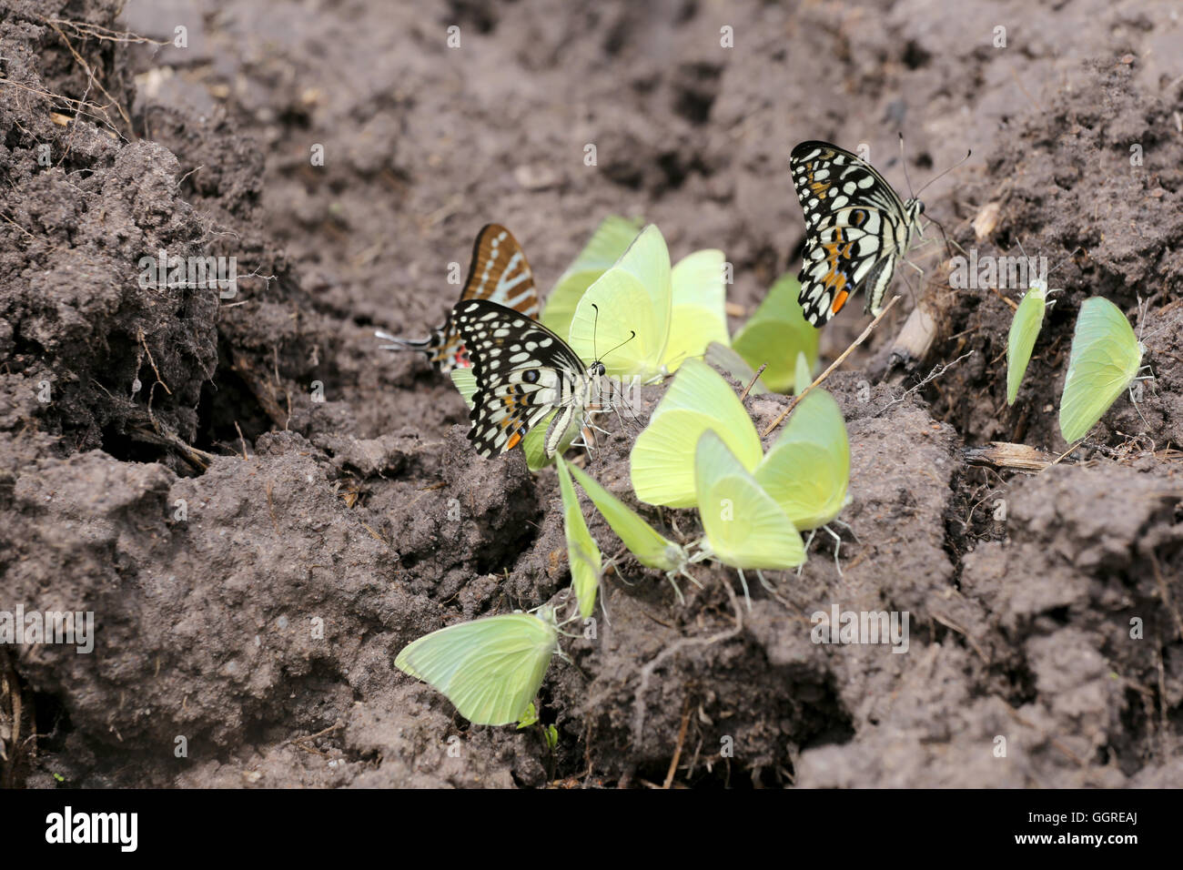 Yellow butterflies eating minerals on the ground in agricultural areas. Stock Photo