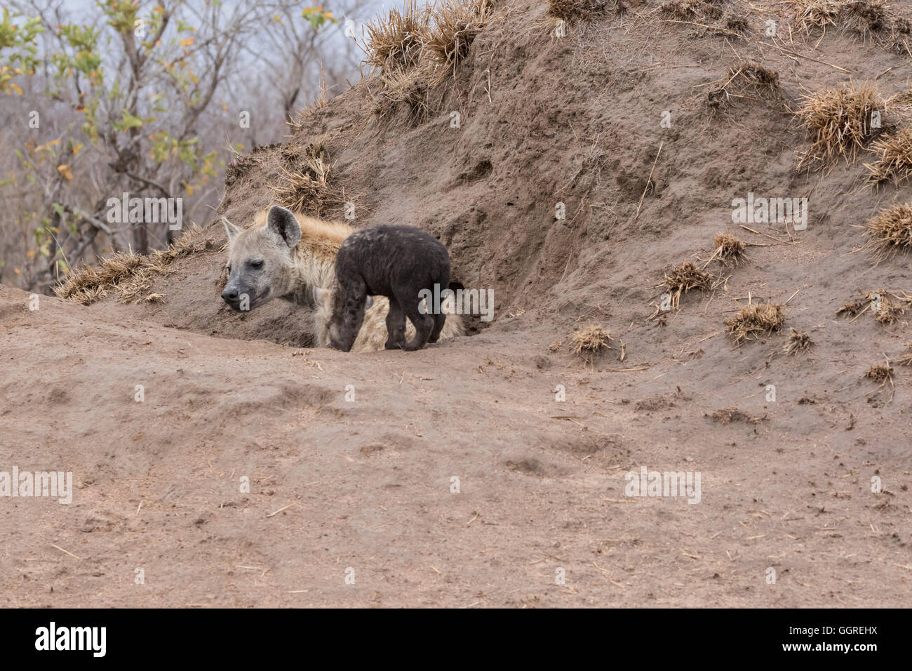 Female spotted hyena with very young cub at Exeter Private Game Reserve, Sabi Sands, South Africa Stock Photo
