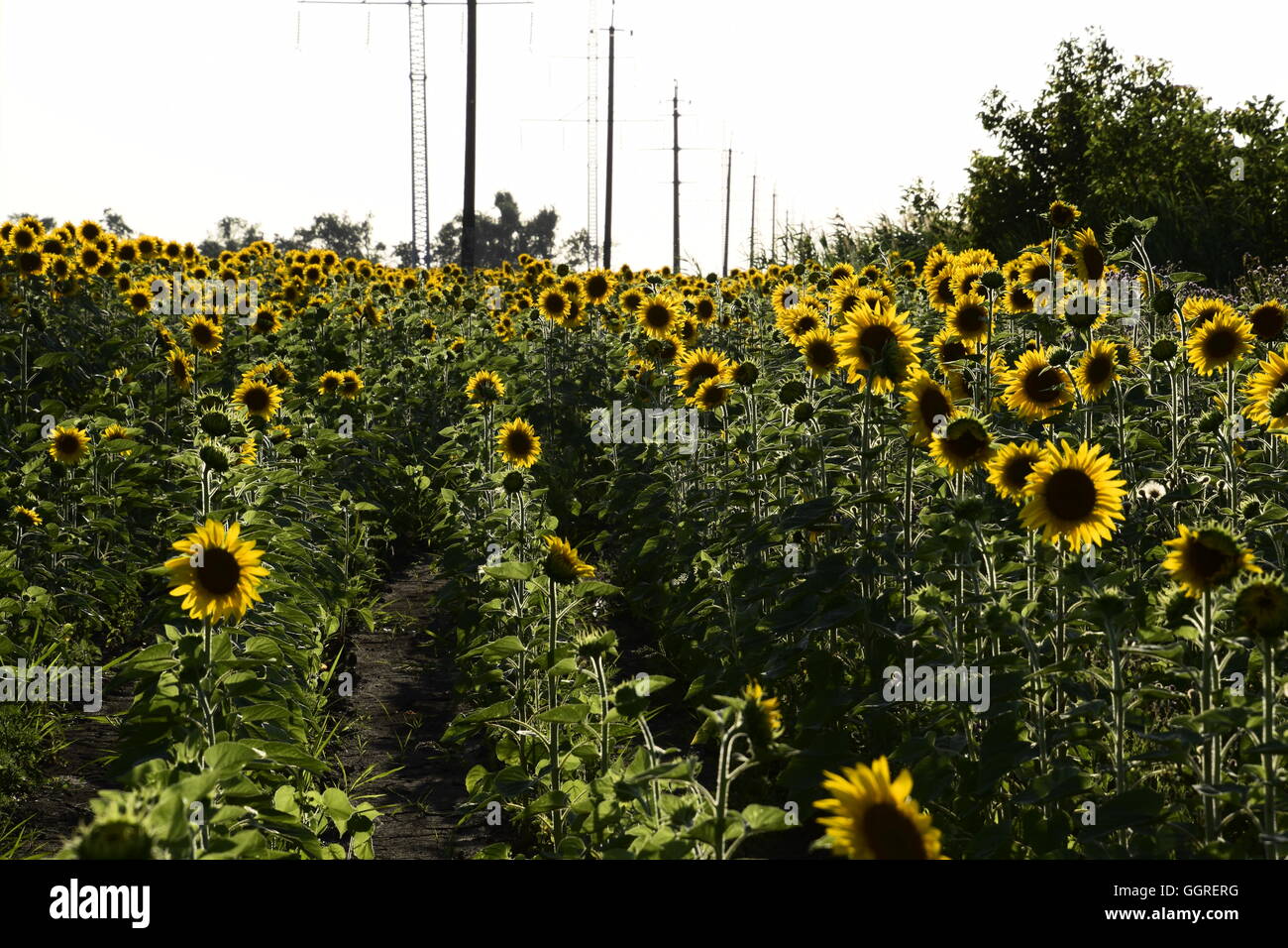 field of blooming sunflowers on a background sunset Stock Photo - Alamy