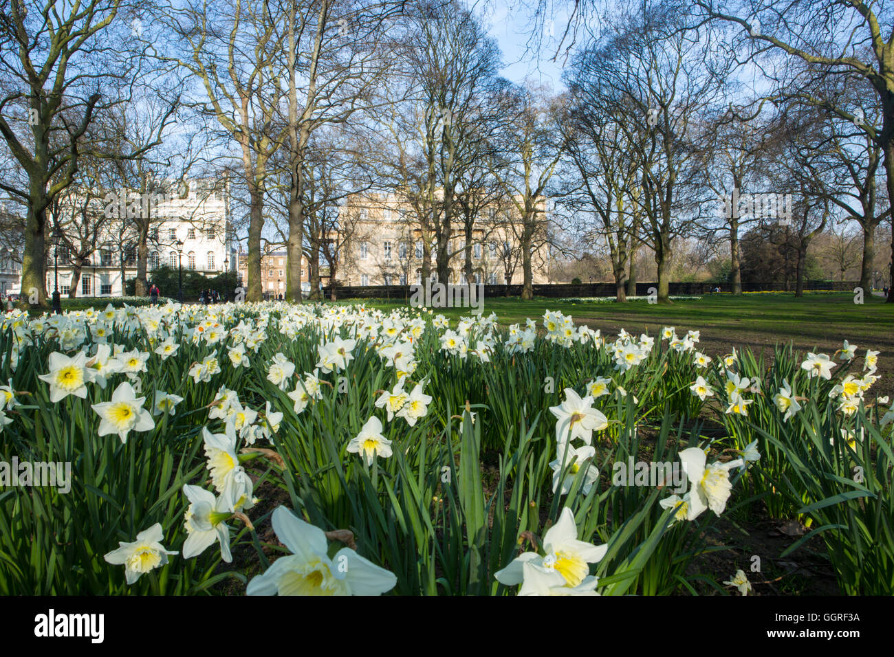 Daffodils in Green Park with Lancaster House in the background - used as a location for the TV series, the Crown, standing in for Buckingham Palace Stock Photo