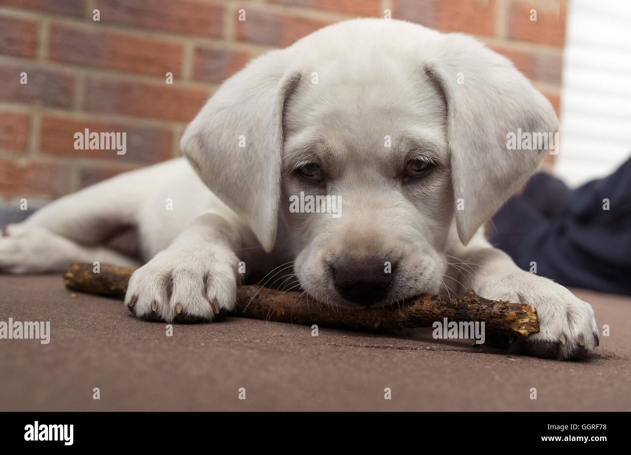Sweet cute labrador dog puppy lying on the floor and chewing on a branch stick Stock Photo