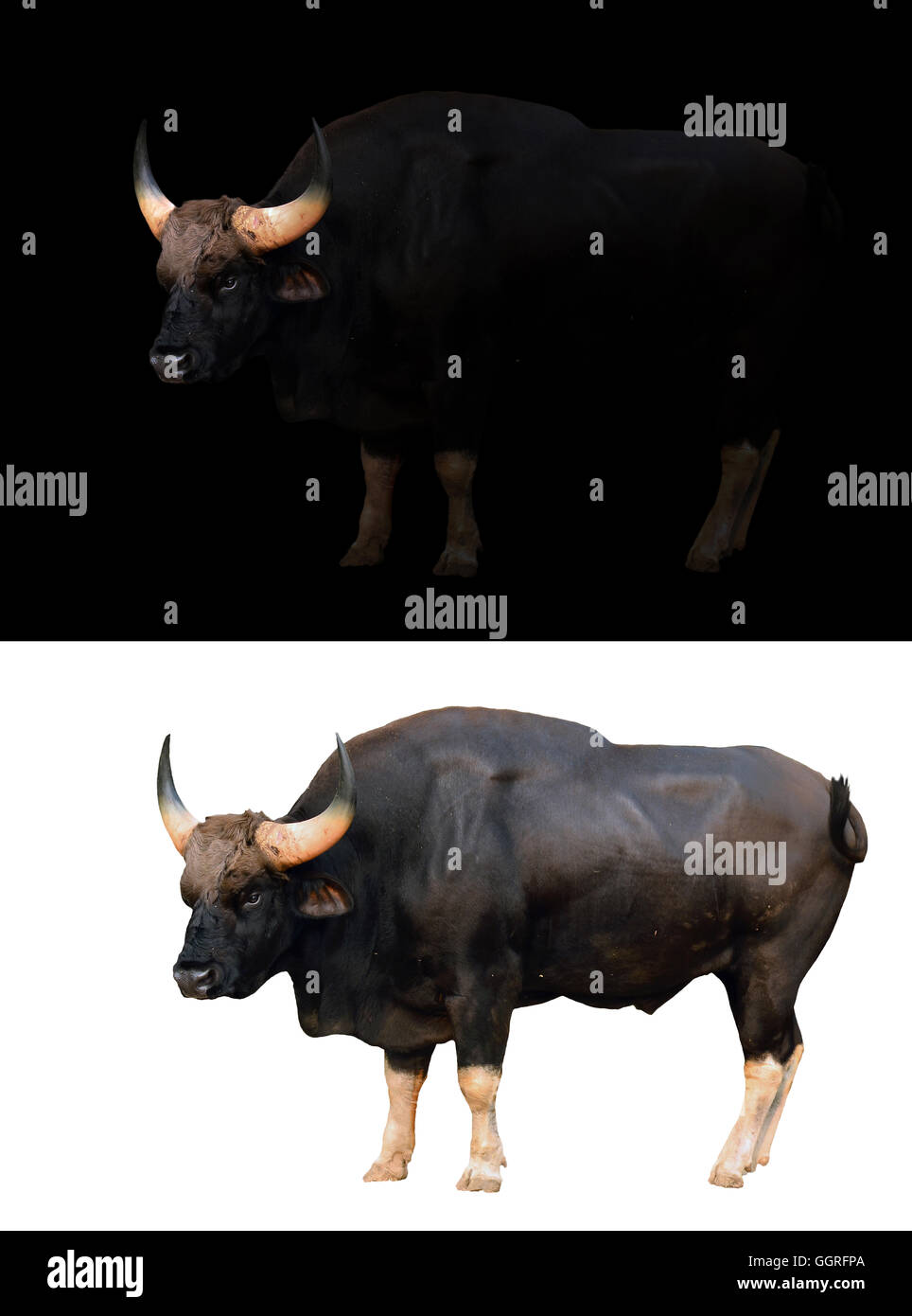 gaur size comparison