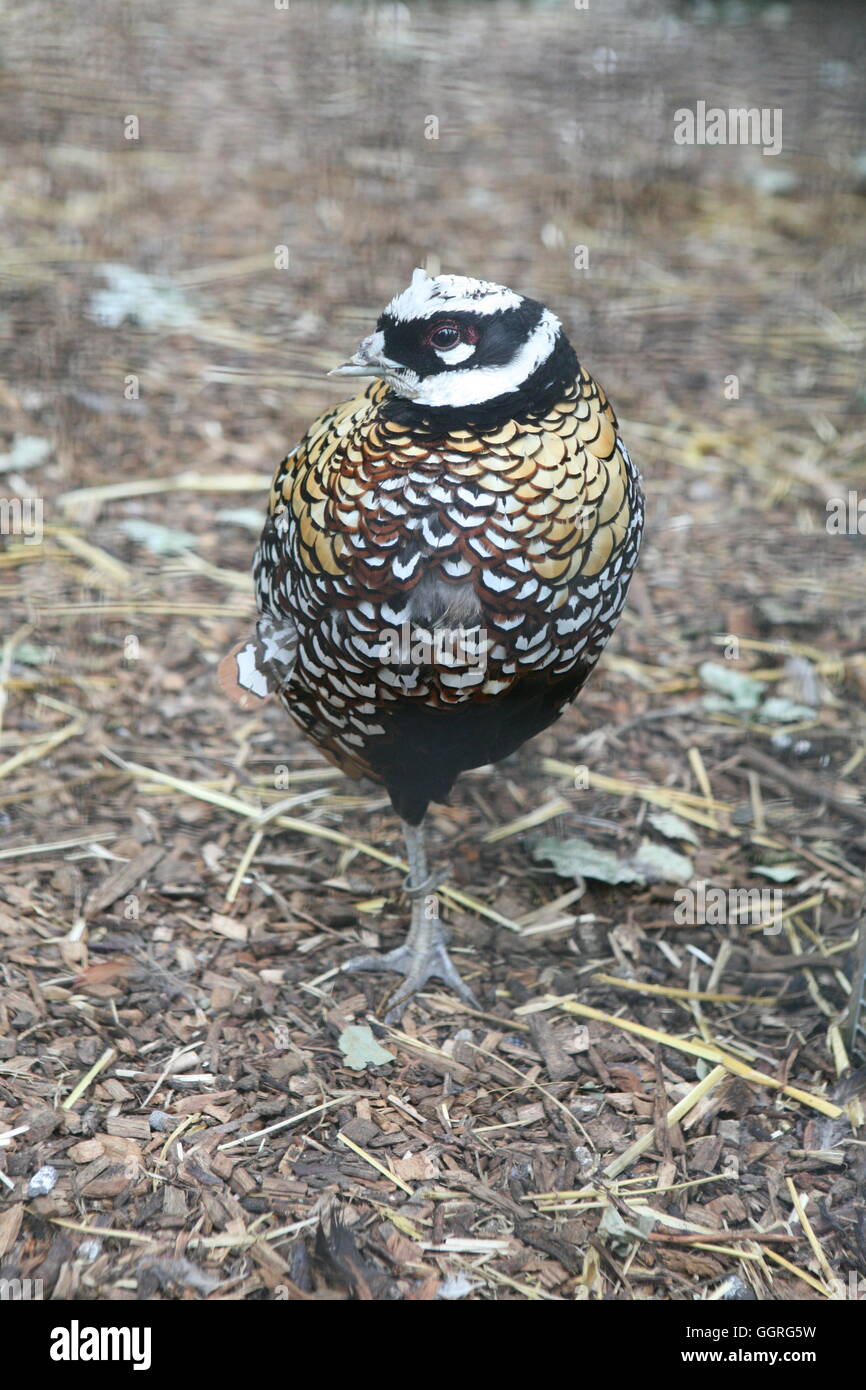 Female Golden Pheasant Woburn Abbey Stock Photo