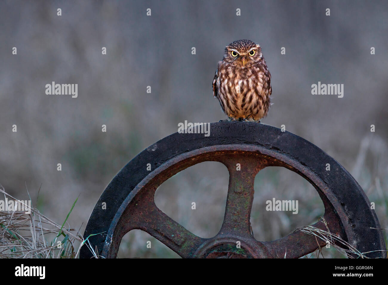Little Owl Stock Photo