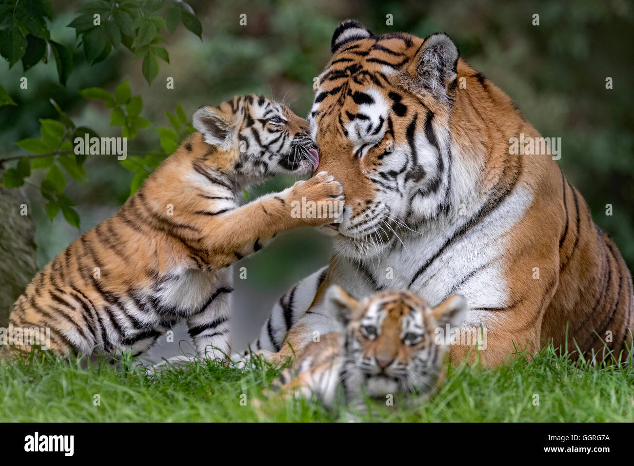 Amur Tiger cubs, 11 weeks old Stock Photo