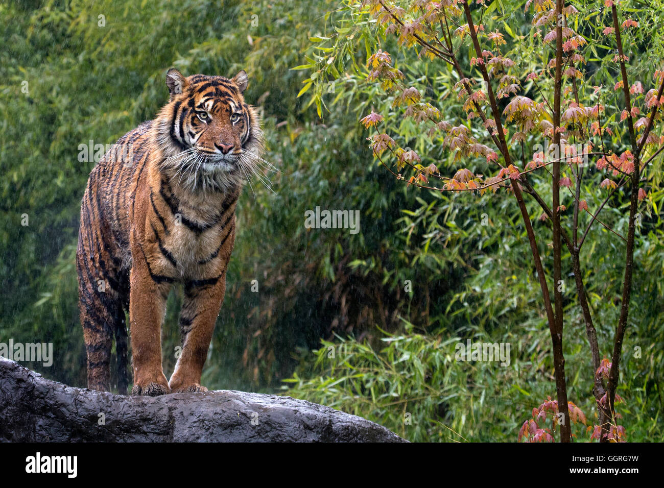 Sumatran tiger in the rain Stock Photo