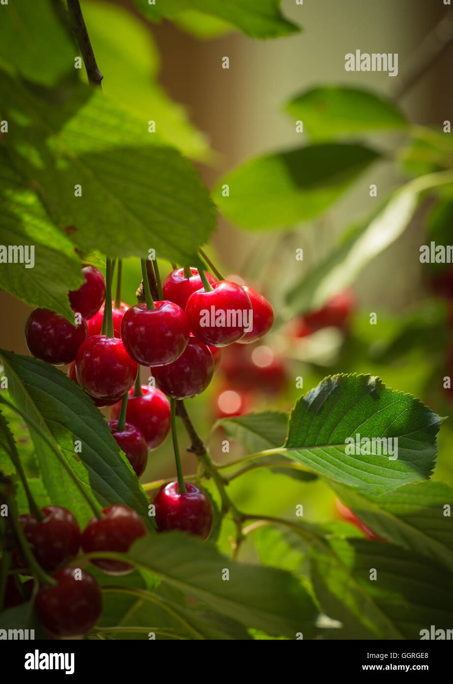 sour cherries on the tree Stock Photo