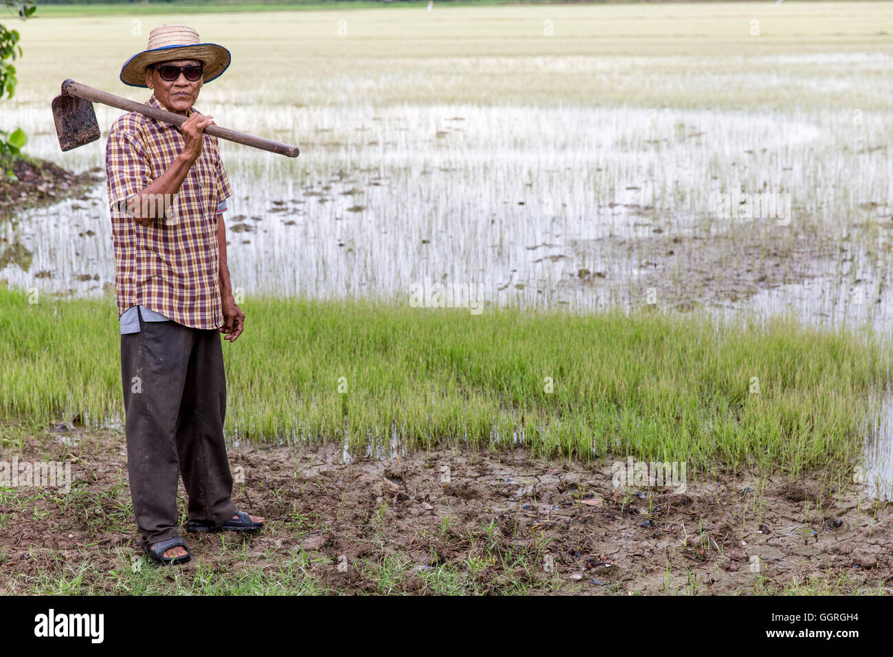 Elderly Thai rice farmer in rice field Stock Photo
