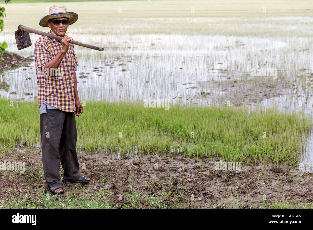 Elderly Thai rice farmer in rice field Stock Photo