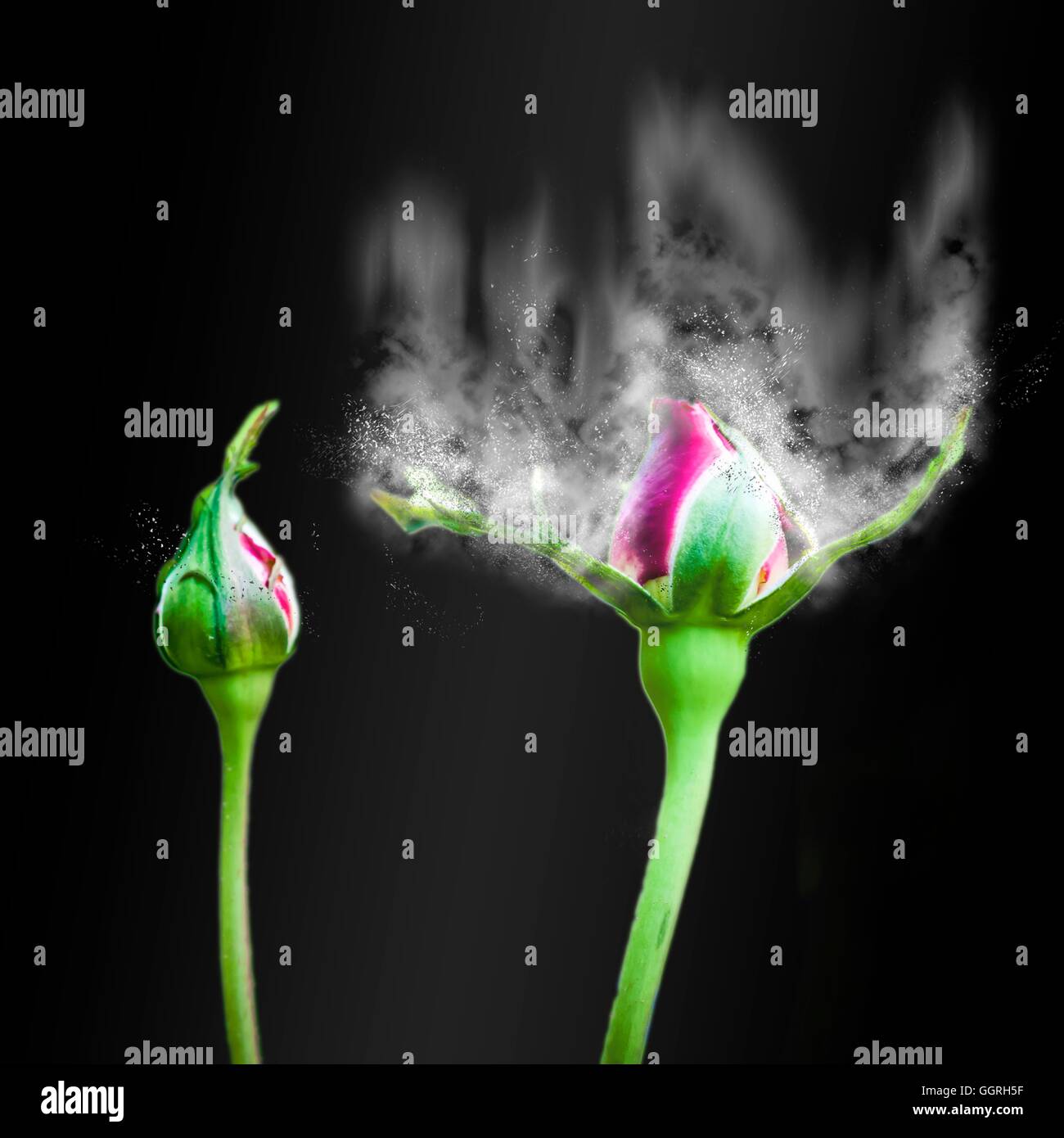 Digitally manipulated exploding red Rose bud Stock Photo