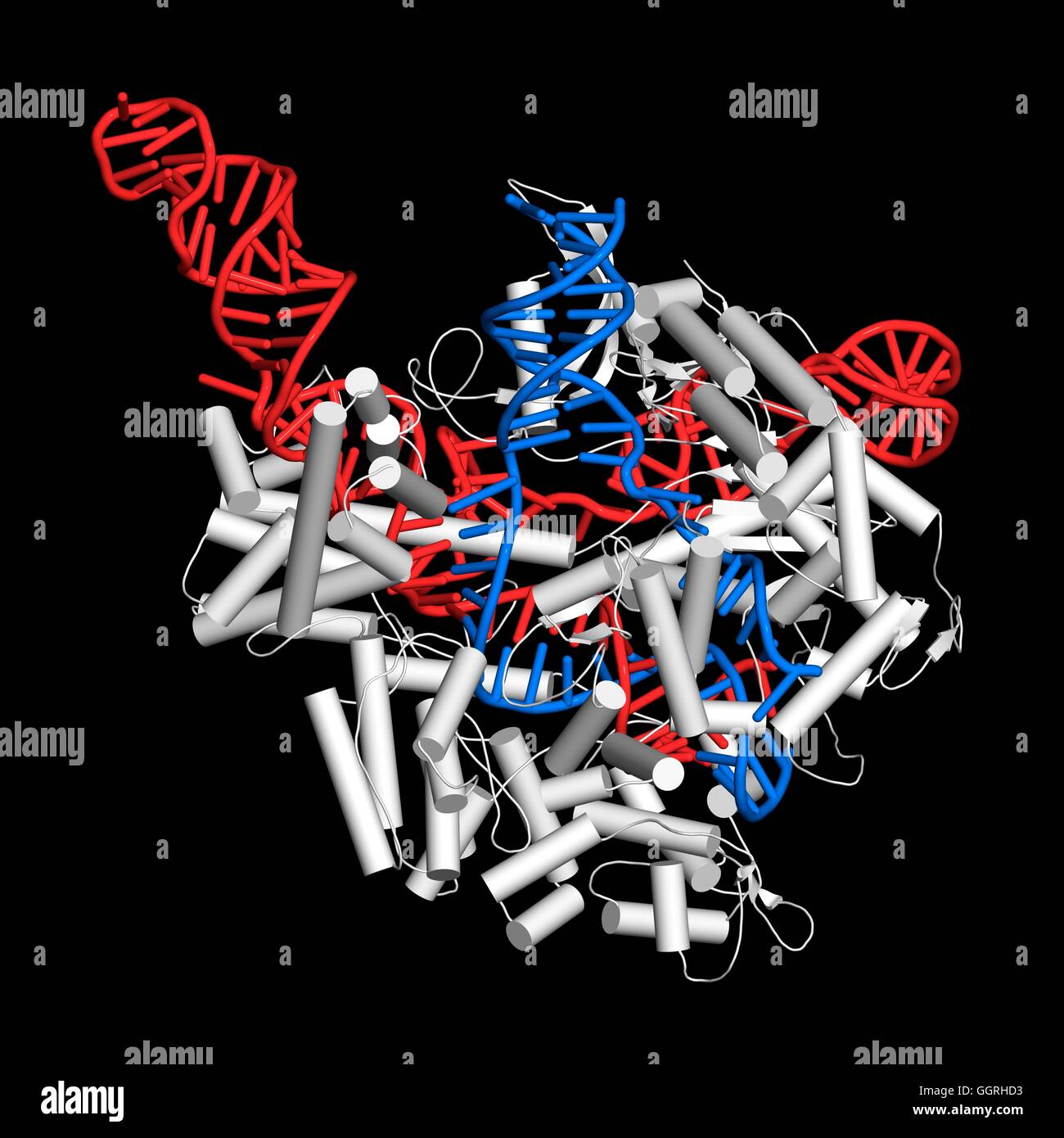 CRISPR-CAS9 gene editing complex from Streptococcus pyogenes. The Cas9 nuclease protein uses a guide RNA sequence to cut DNA at a complementary site. Used in genome engineering and gene therapy. Cas9 protein: cartoon model, white. DNA: ladder model, blue. Stock Photo