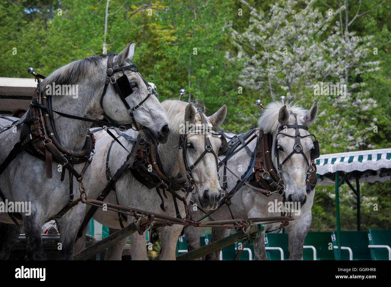Three horse team hires stock photography and images Alamy