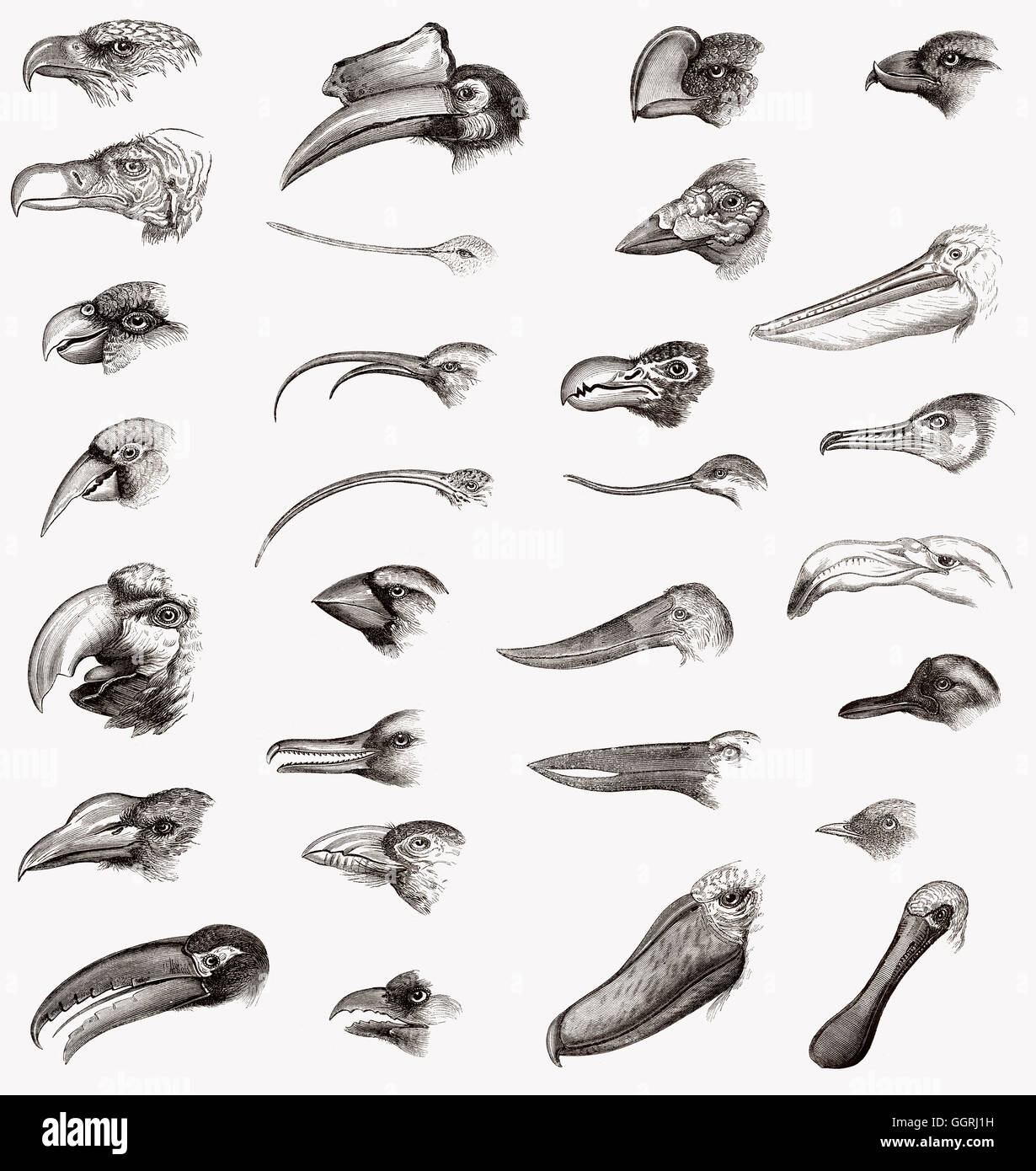 Comparison of bird beaks Stock Photo