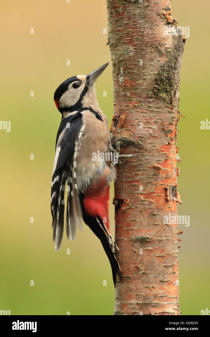 Male Great Spotted Woodpecker, also known as Greater Spotted Woodpecker