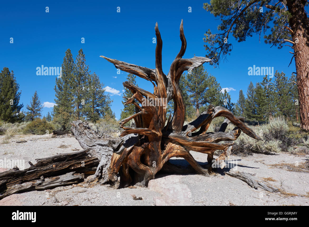 Weathered tree roots of fallen tree. California. USA Stock Photo - Alamy
