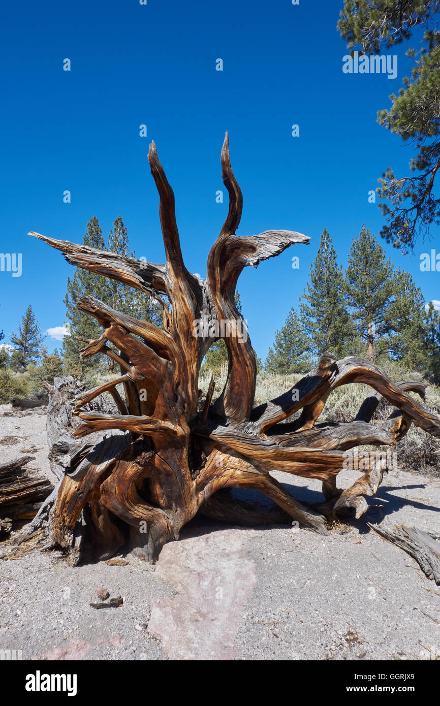 Weathered tree roots of fallen tree. California. USA Stock Photo - Alamy