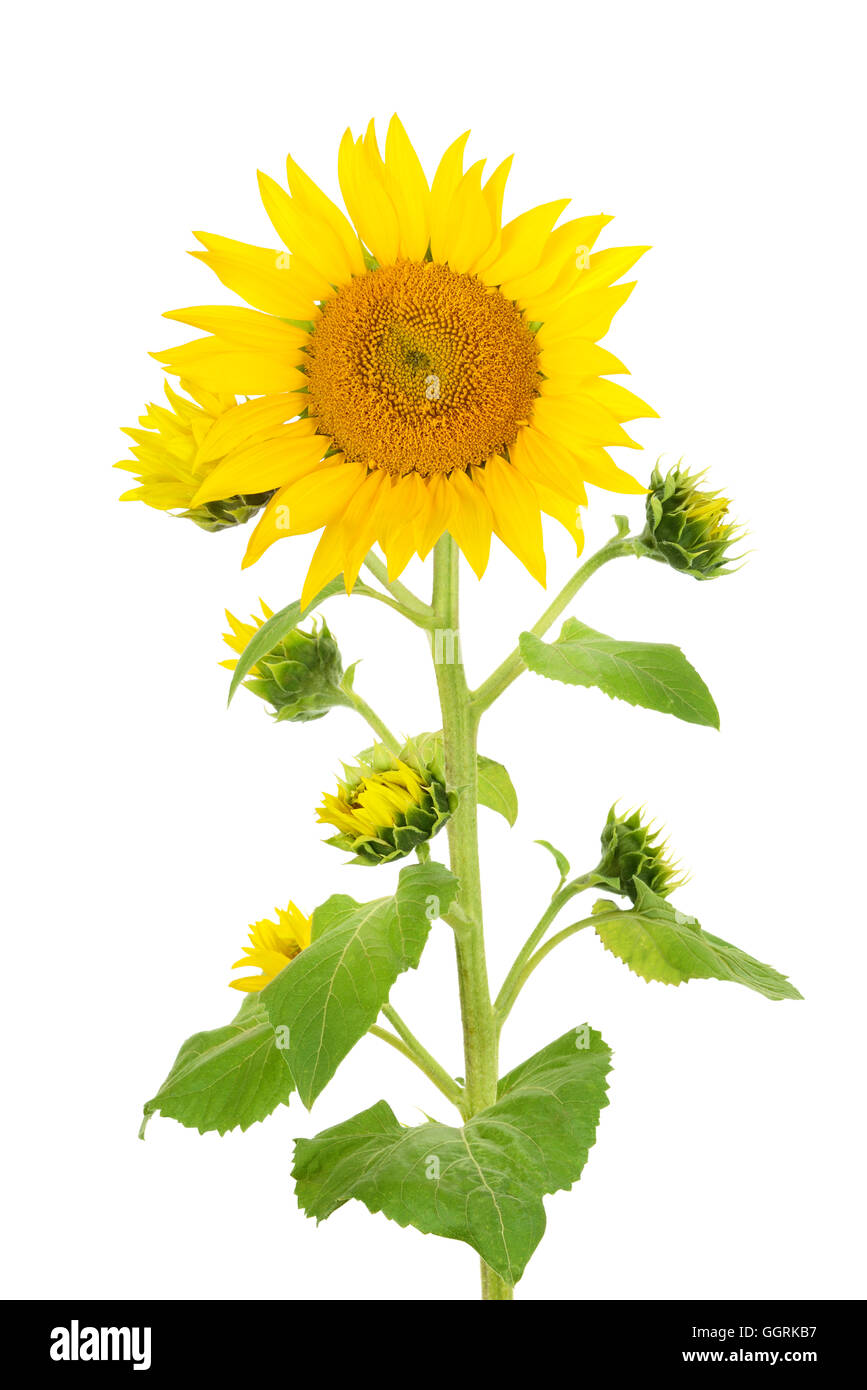 flower sunflower isolated on white background Stock Photo - Alamy