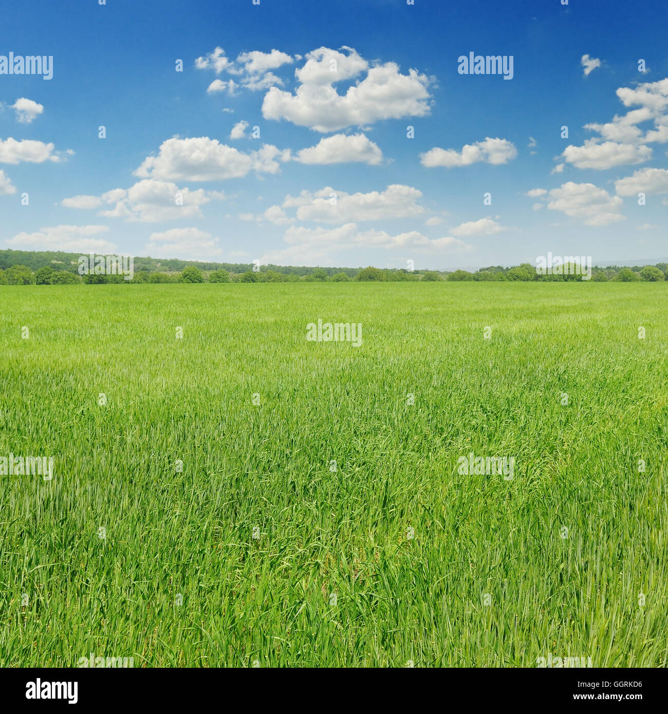 green field and blue sky with light clouds Stock Photo - Alamy