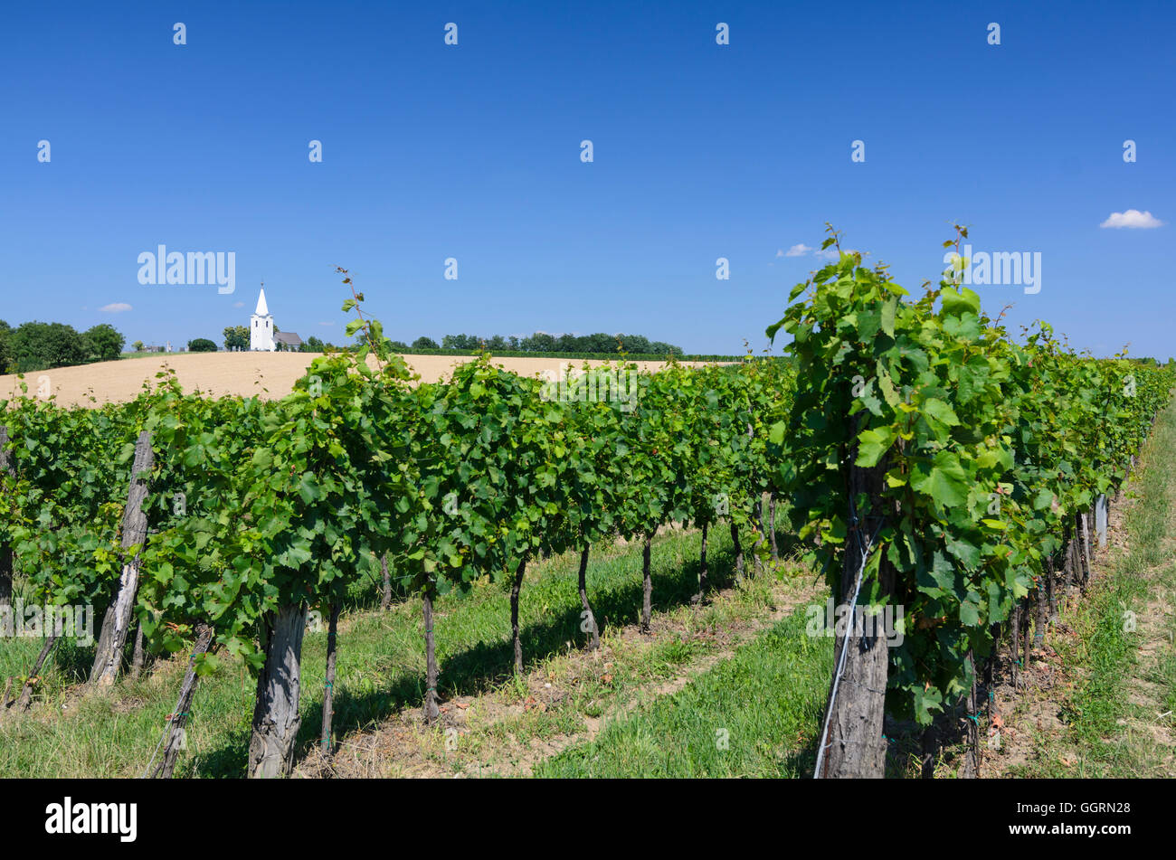 Deutschkreutz: Vineyard and church hl . Elisabeth in Girm, Austria, Burgenland, Stock Photo