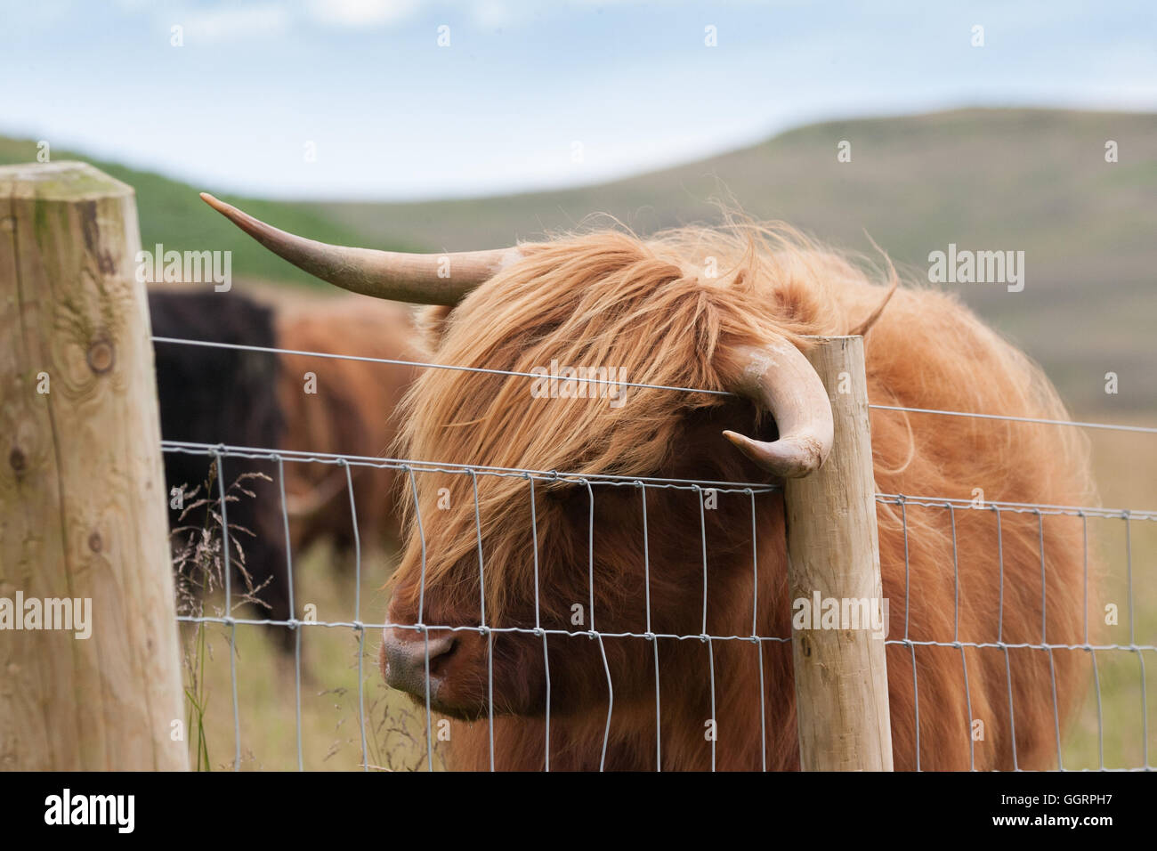higland cow with itchy ear Stock Photo