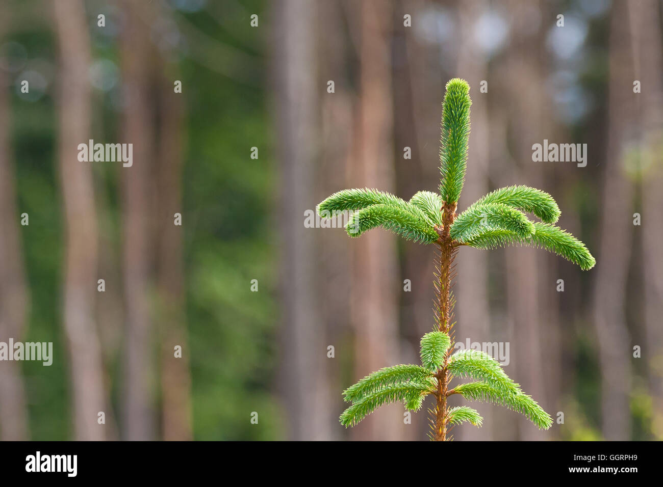 New growth pine tree hires stock photography and images Alamy
