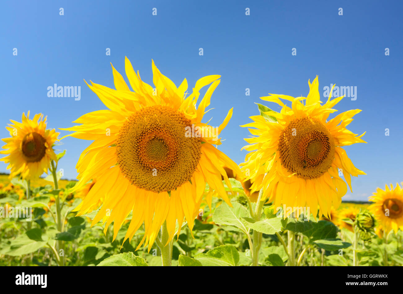 : Sunflower ( Helianthus annuus ), Austria, Burgenland, Stock Photo
