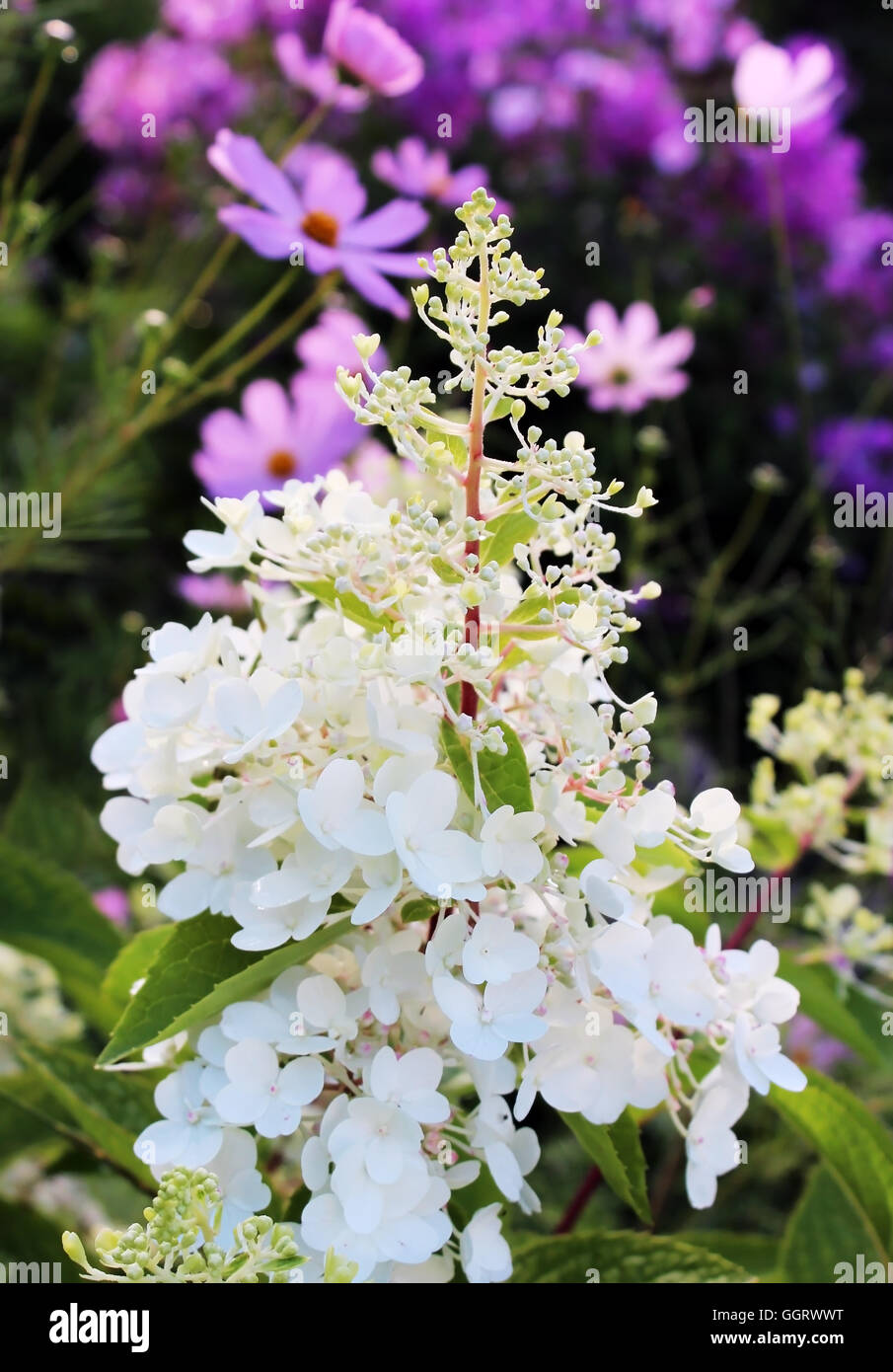 White hydrangea flower in sunset sunlight Stock Photo - Alamy