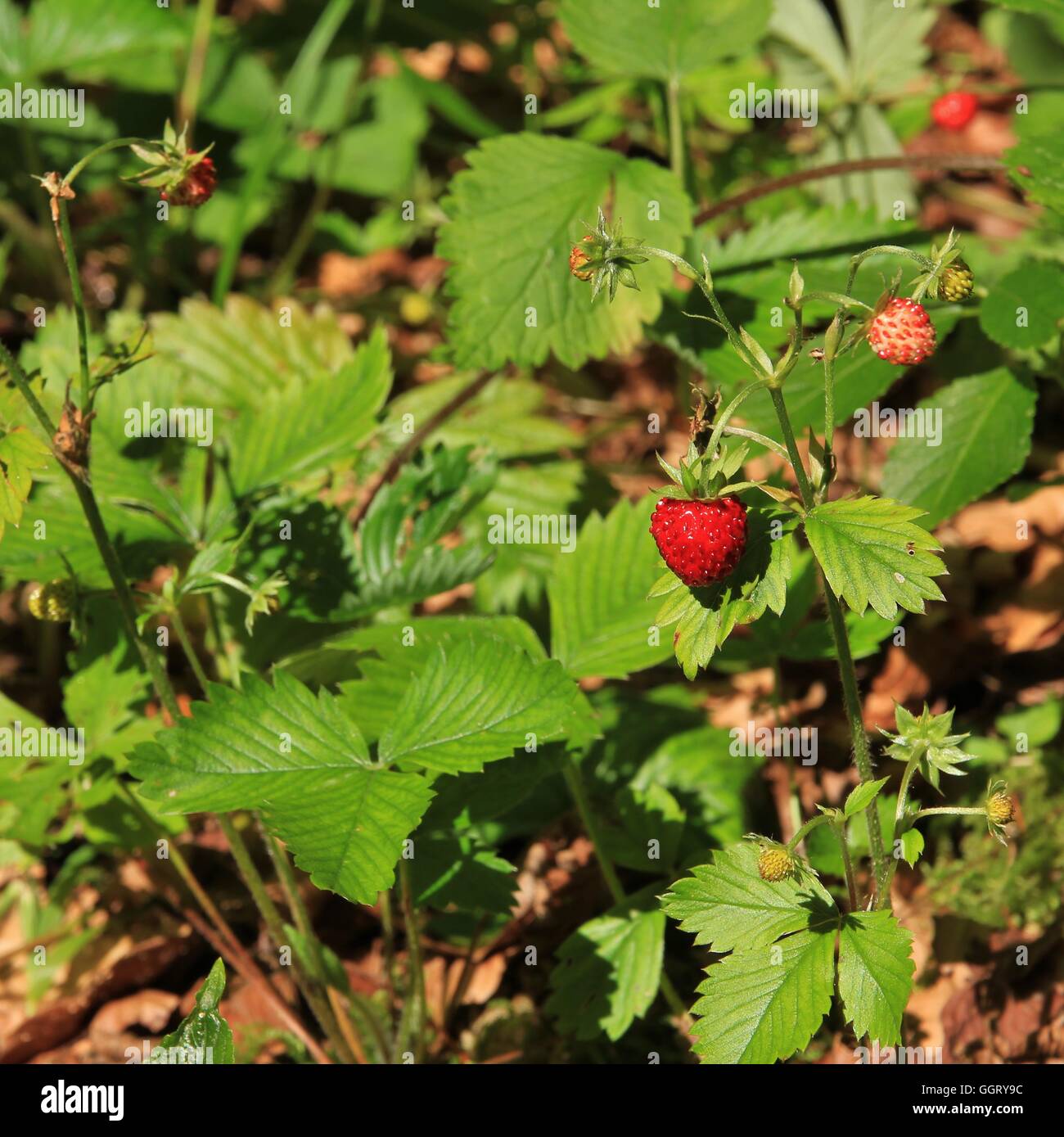 Wild growing forest strawberry photographed and eaten in the Swiss Alps ...