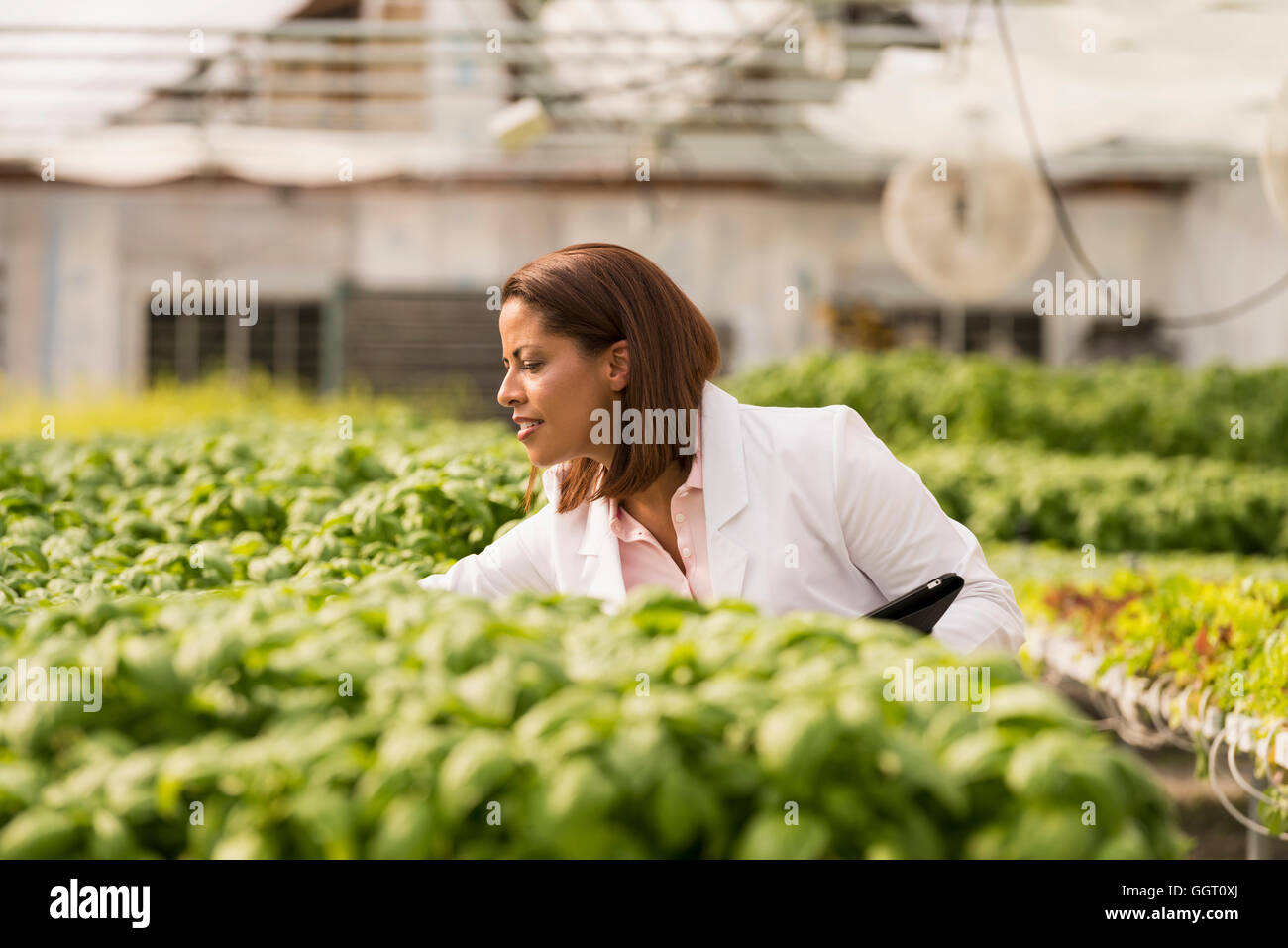 Black scientist checking green basil plants in greenhouse Stock Photo