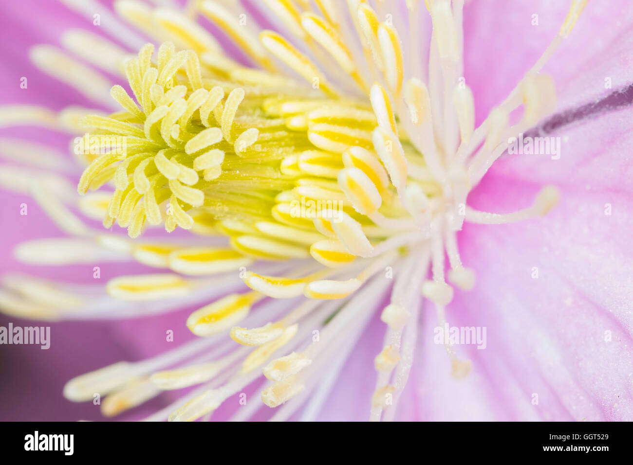 Beautiful pink clematis close-up macro outdoors. Stock Photo