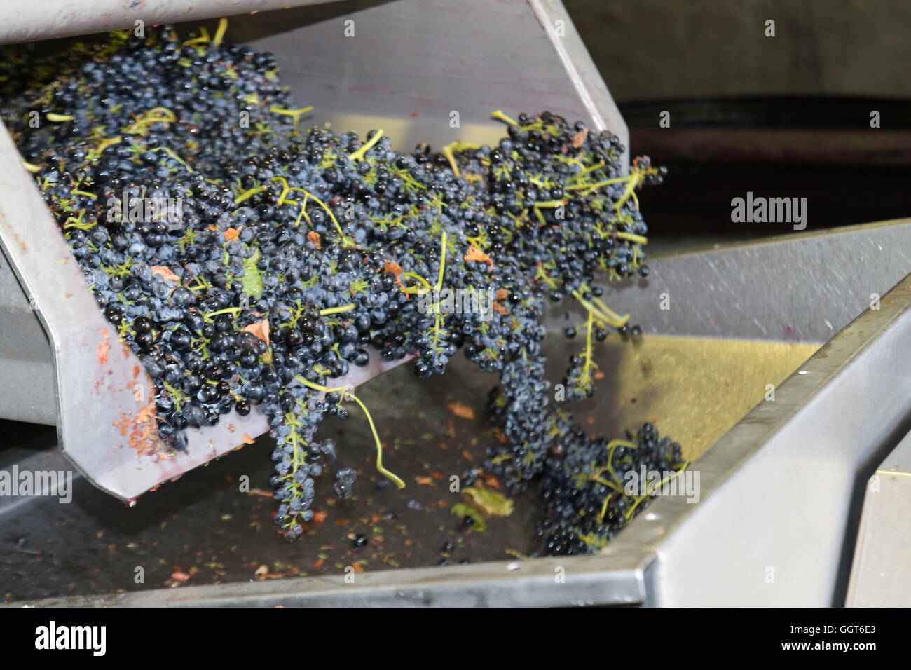 Grapes freshly picked at harvest time being moved from a crate onto the