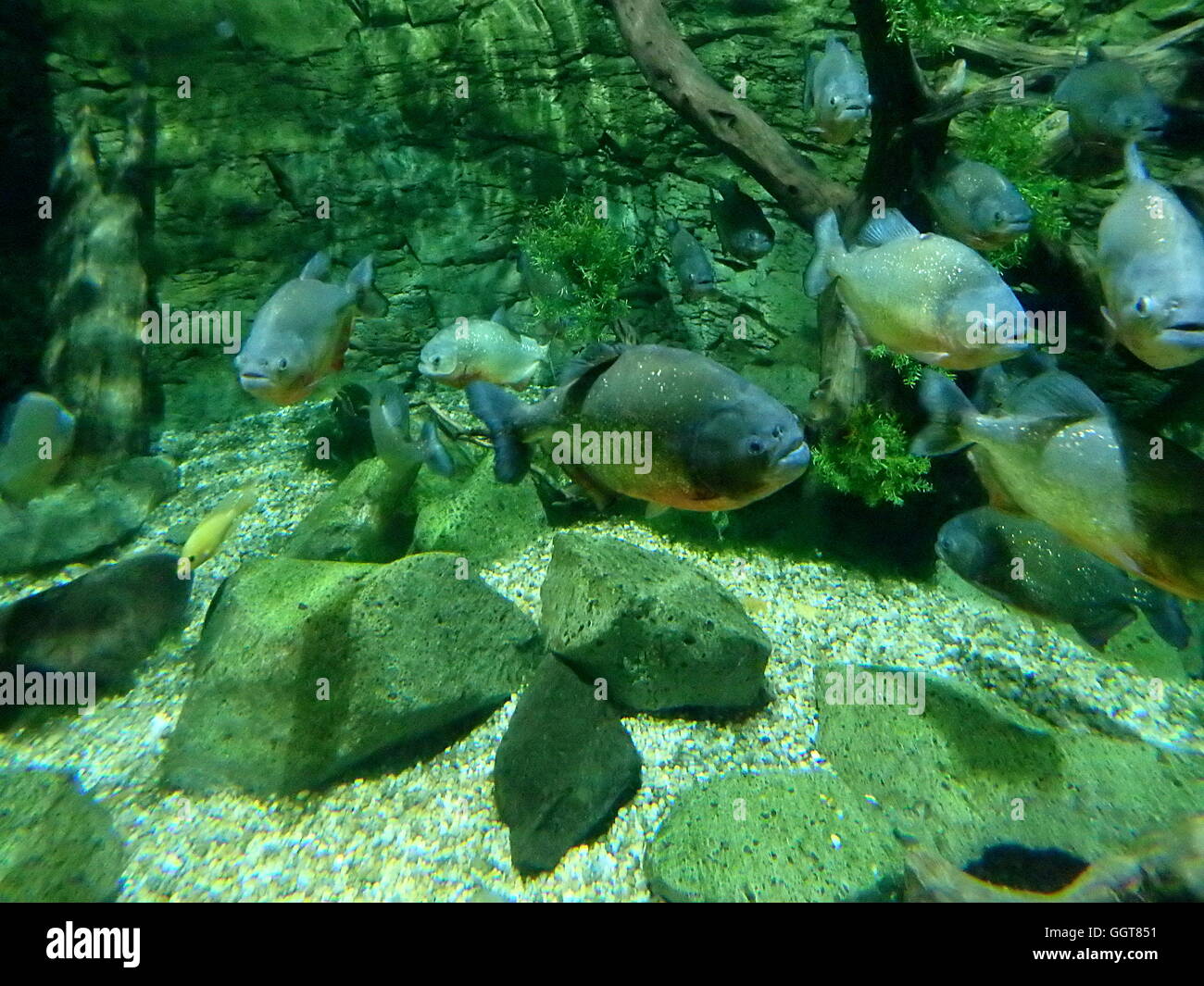 piranha, tropical piranha fish , Stock Photo