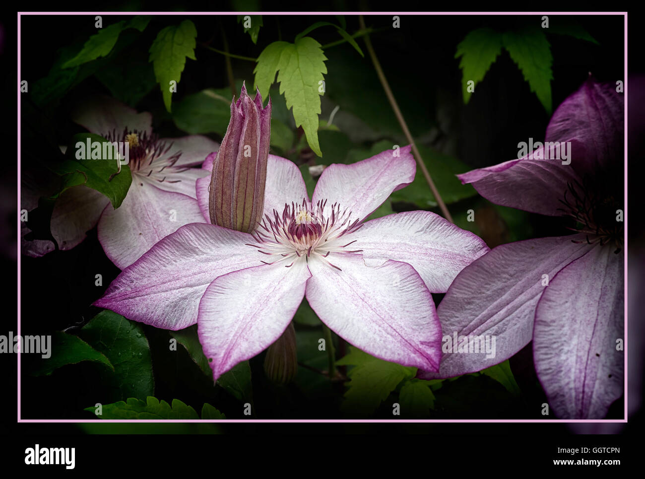 Clematis Omoshiro Stock Photo - Alamy