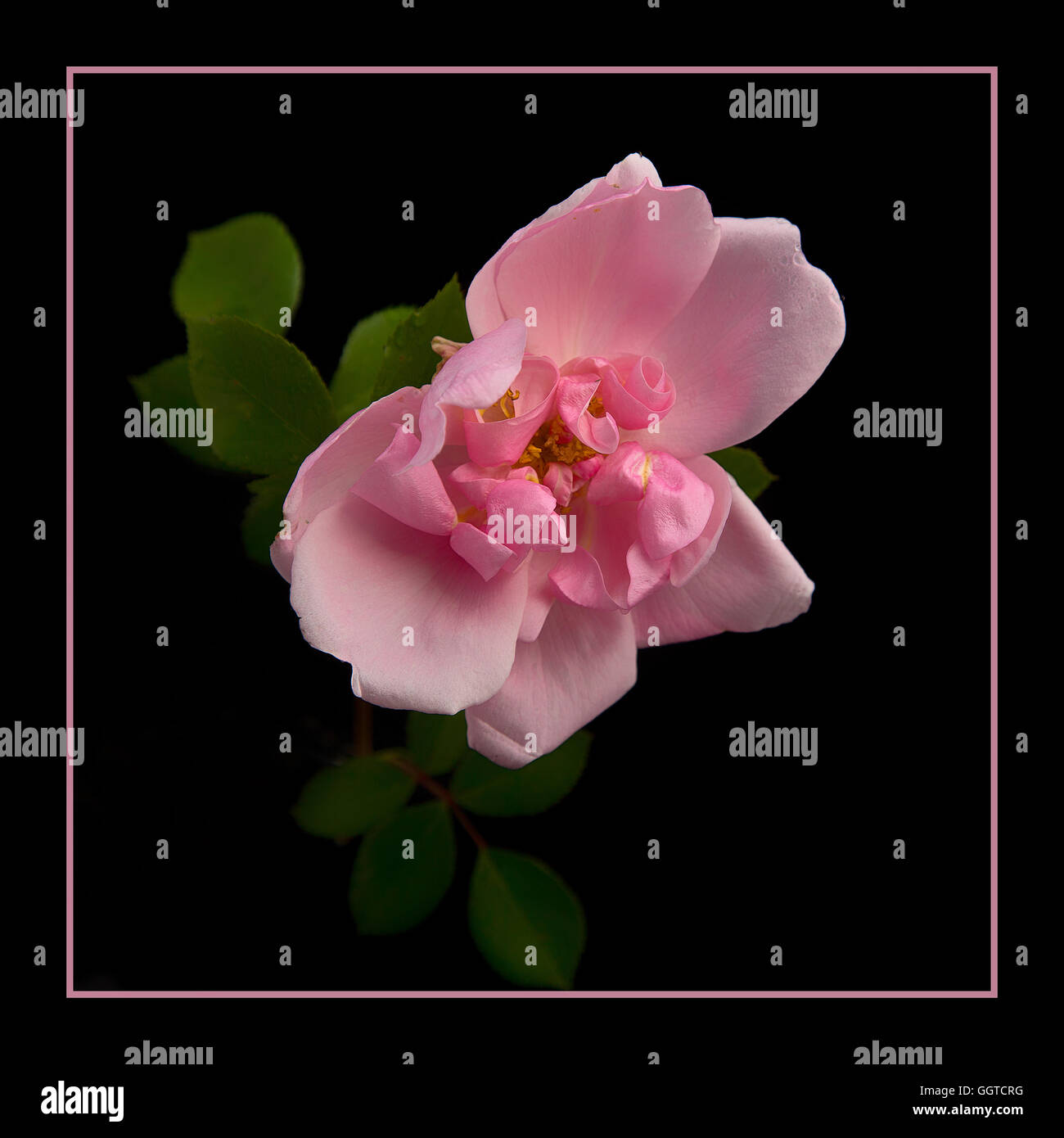 Blousy flower hi-res stock photography and images - Alamy