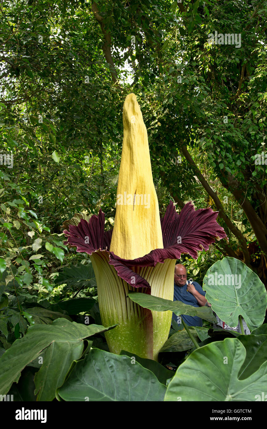 Titan Arum Stock Photos & Titan Arum Stock Images - Alamy