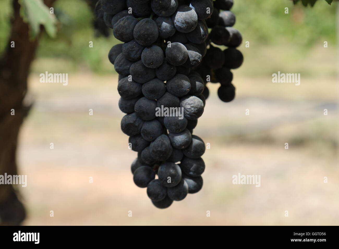 Red wine grapes at Tahbilk Wines, Nagambie Lakes, Australia Stock Photo