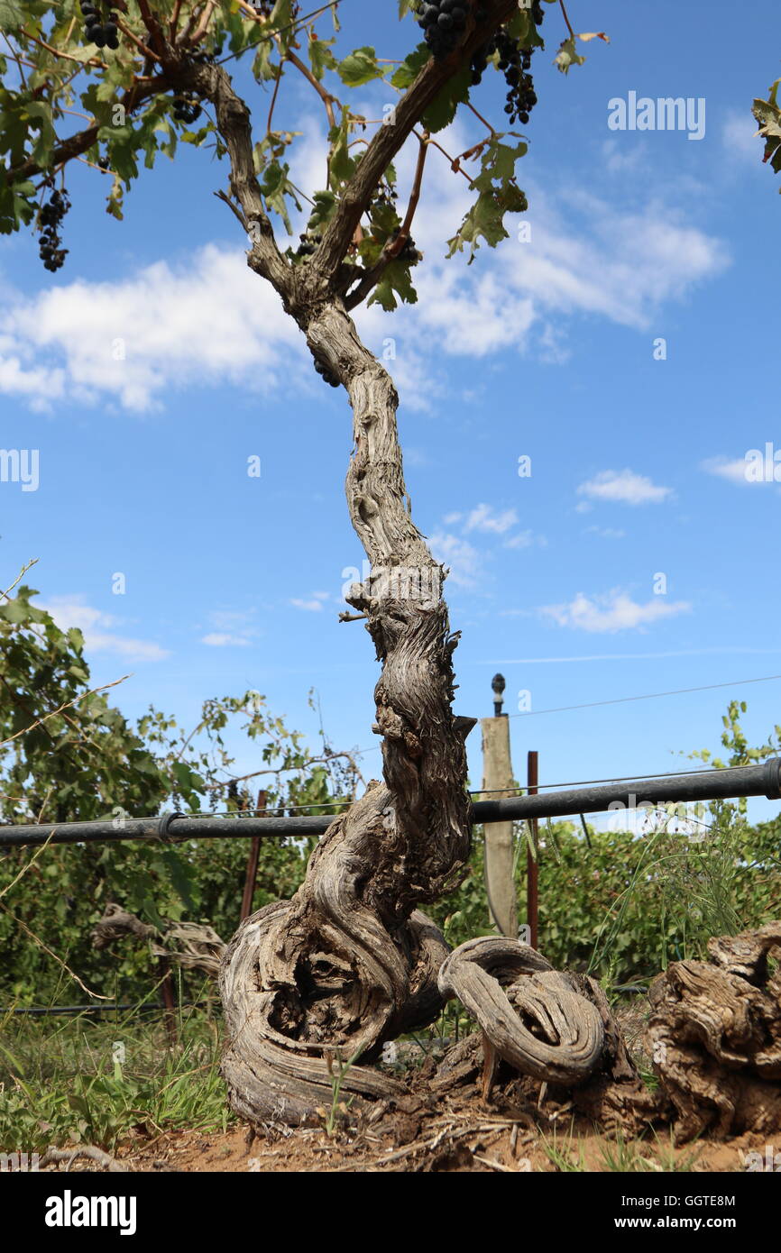 Old vines at Tahbilk Wines, Nagambie Lakes, Australia Stock Photo Alamy