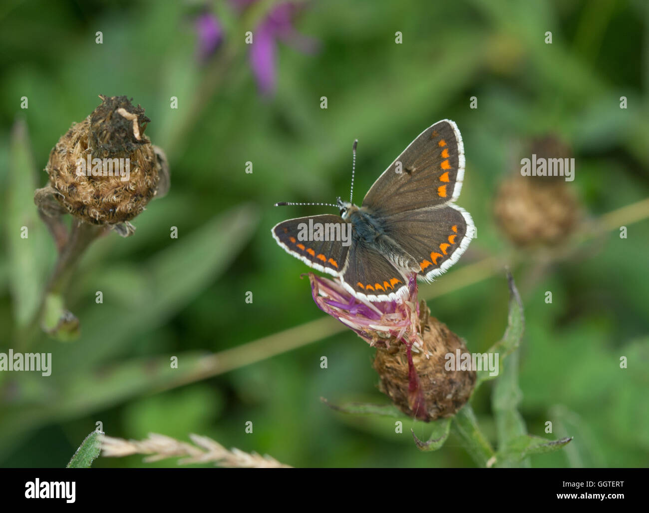 Brown argus butterfly (Aricia agestis), UK Stock Photo