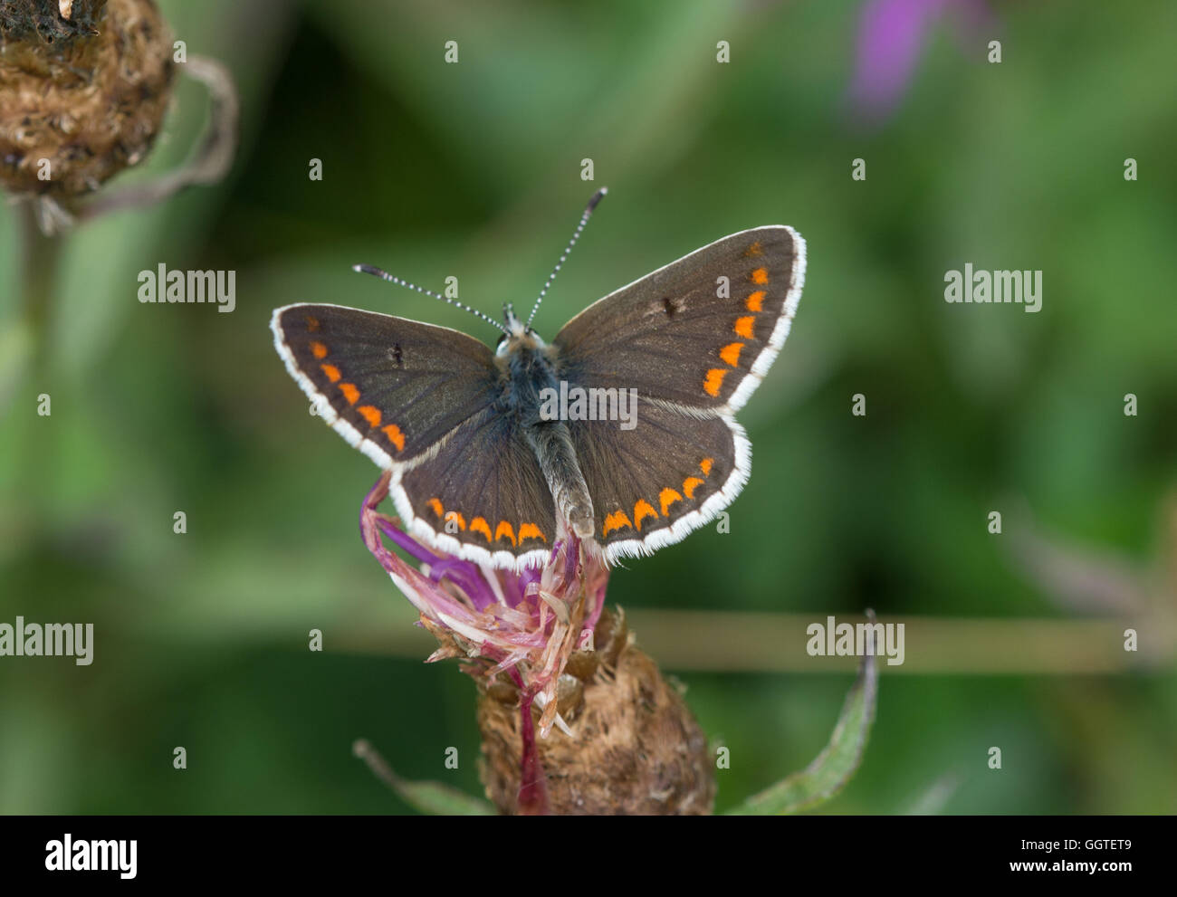 Brown argus butterfly (Aricia agestis), UK Stock Photo