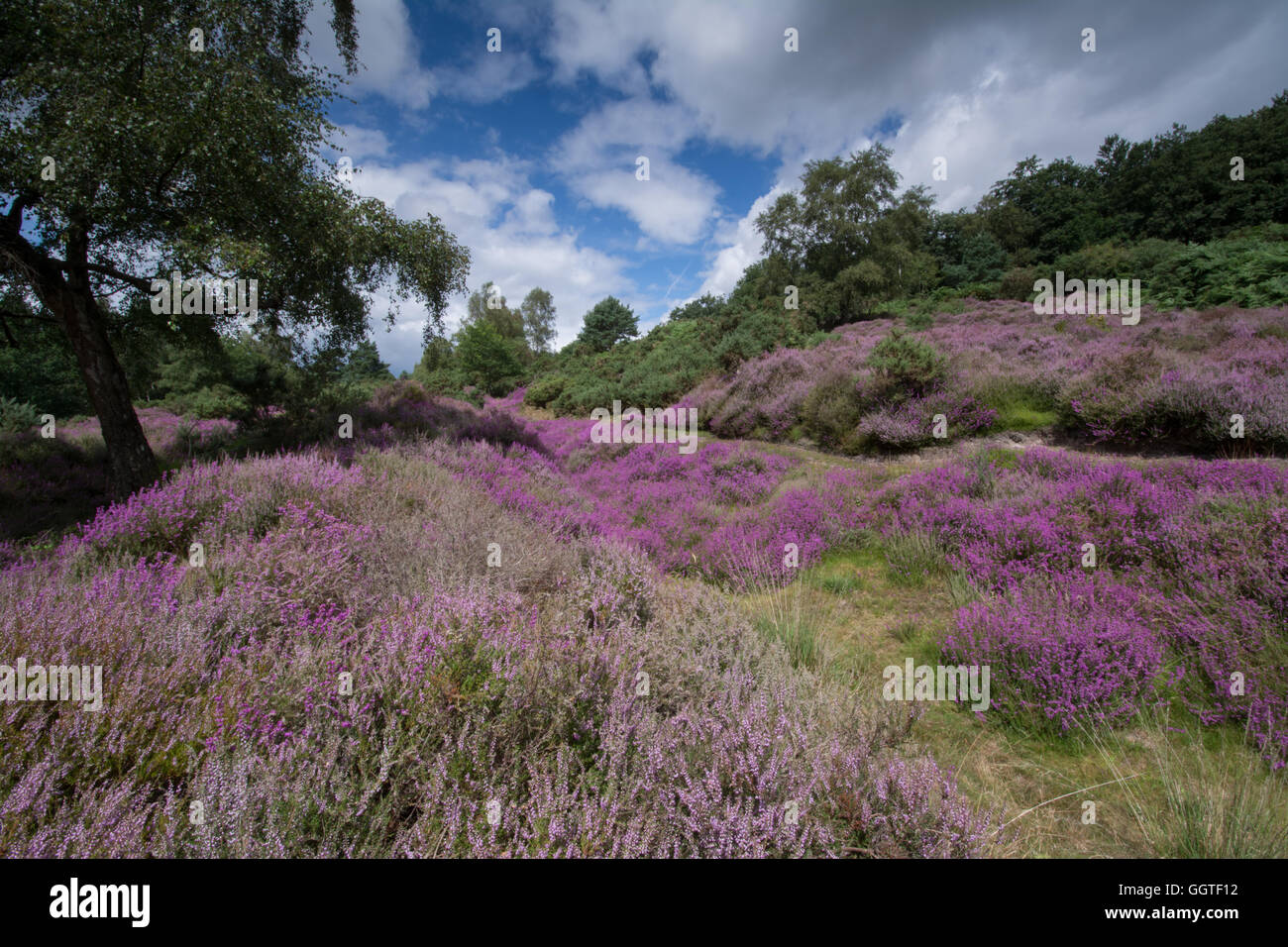 Colorful (colourful) heather-covered hilly landscape scene in Hambledon ...