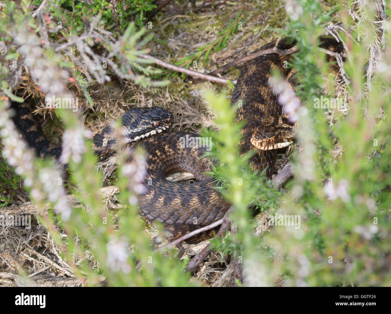 Male and female adders (Vipera berus) in Surrey heathland habitat in England, UK Stock Photo