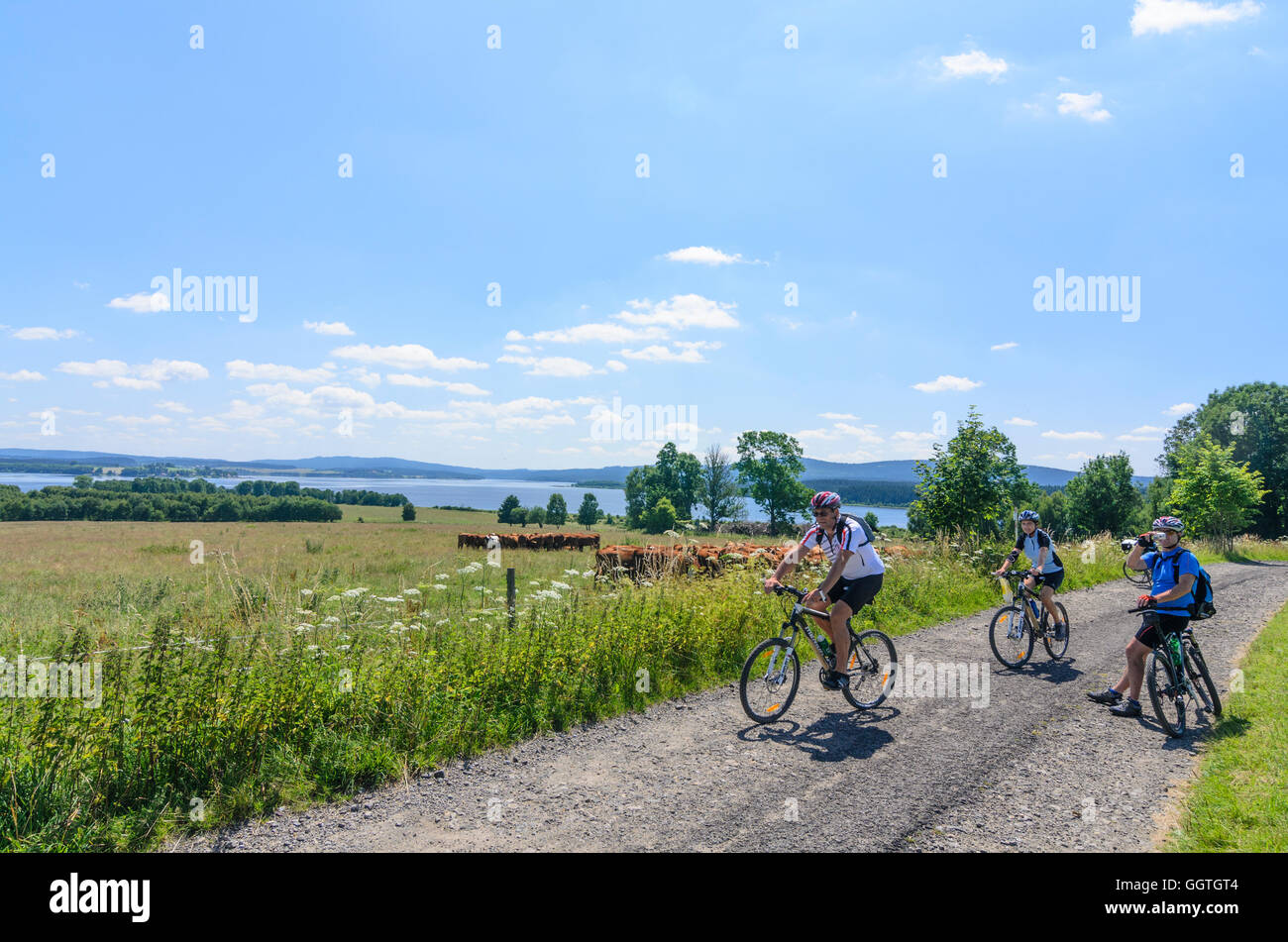 Horn Plan Oberplan Cyclists And Cows At Lake Lipno Czech horn-plan-oberplan-cyclists-and-cows-at-lake-lipno-czech