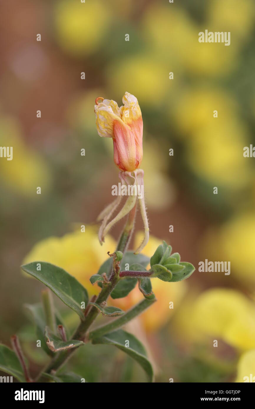 Wilted Flower Wet by Dew. Wilted yellow Onagraceae flower wet with dew. Stock Photo