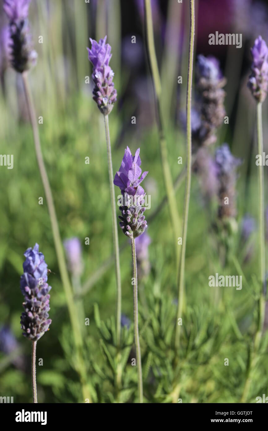 Lavender Flowers. Purple lavender flowers moves in the wind in a green garden. An evergreen shrub with perfumery and medicine variety of uses. Stock Photo