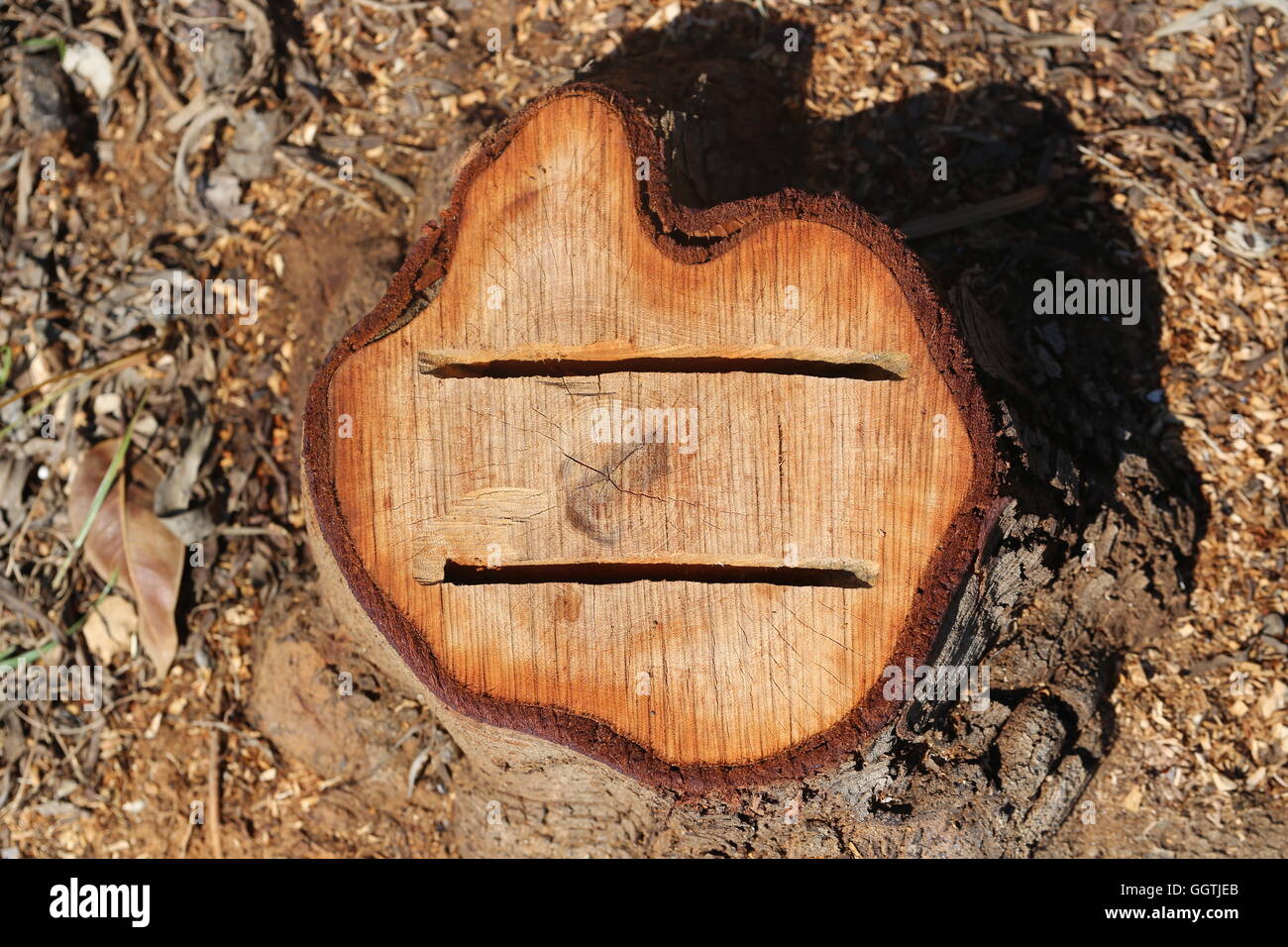 Cut Off Tree. Chopped tree ring with two deep cracks. Two gashs in a cut off tree trunk in the field. Stock Photo