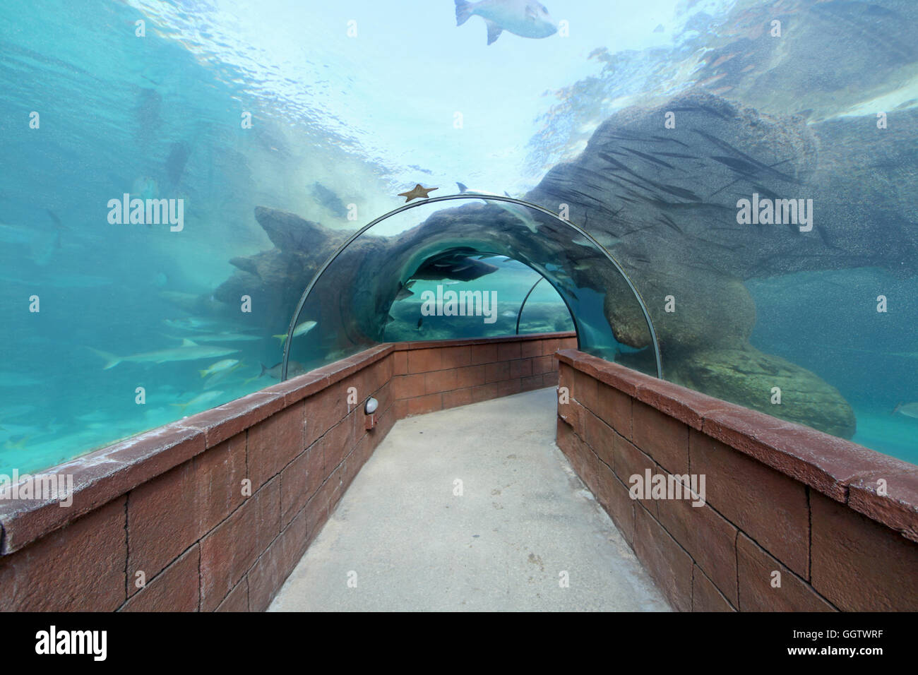 Looking through an Aquarium tunnel with fish Stock Photo